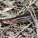 five-lined skink