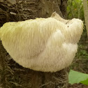 Bearded Tooth Fungus
