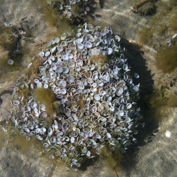 Spotting Image 1