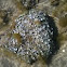  Acetabularia