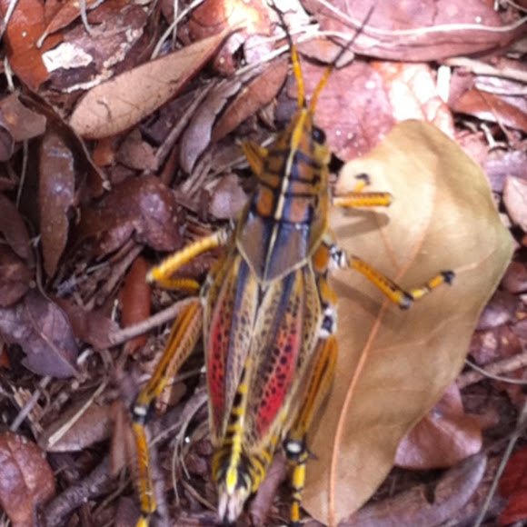 Spotting Image 1