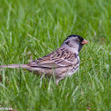 Harris's Sparrow