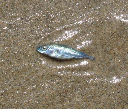 Spotting Image 1