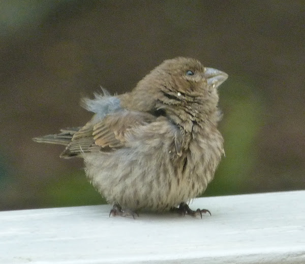 House finch (juvenile) Project Noah