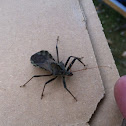 Wheel Bug
