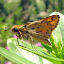 Fiery Skipper
