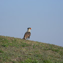 carancho norteño  - Northern Crested Caracara