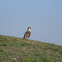 carancho norteño  - Northern Crested Caracara