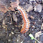 Millipede