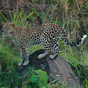 Leopard