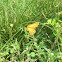 Mexican Fritillary