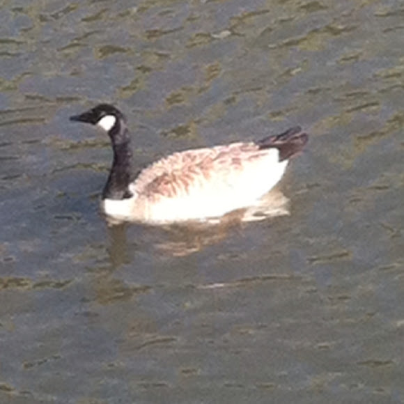 Spotting Image 1