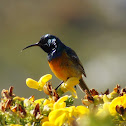 Orange Breasted Sunbird