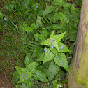 Lengua de buey (es) alkanet (En)
