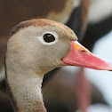 Pijije Comun o Piche