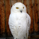 Snowy Owl