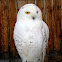 Snowy Owl