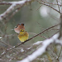 Yellowhammer
