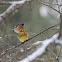 Yellowhammer
