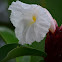 Cheilocostus speciosus