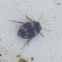 Diving Beetle