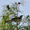 Northern Mockingbird