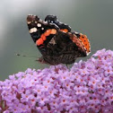 Red Admiral