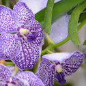 Orquídea