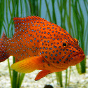 Coral Trout Grouper