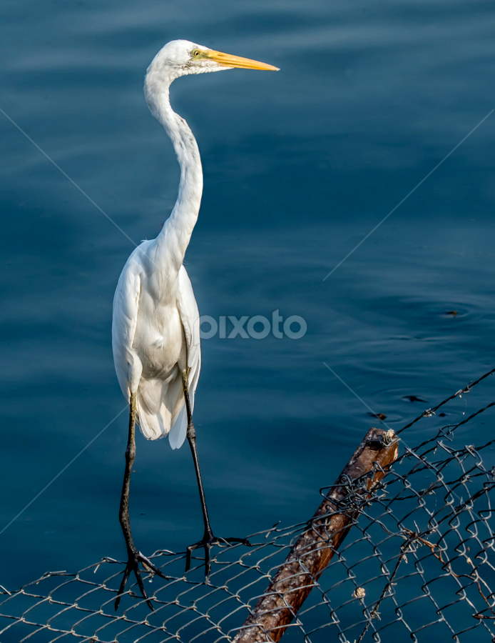 Long Neck Crane | Birds | Animals | Pixoto