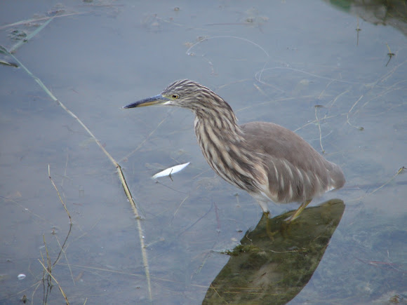 Spotting Image 1