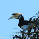 Oriental Pied Hornbill and Gebang Palm