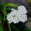 Yarrow