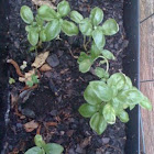 Basil