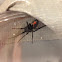 Black widow spider