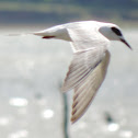 Forster's Tern