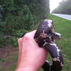 Eastern kingsnake