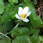 Bloodroot