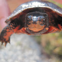 Spotted Turtle