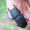 Lesser stag beetle
