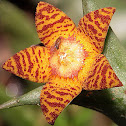 Orbea schweinfurthii