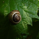 Baumschnecke