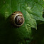 Baumschnecke