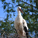 White Stork