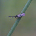 Braconid Wasp