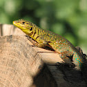 Lagartija esbelta