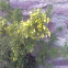 ulex sp.