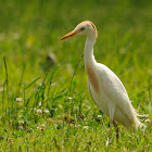 cattle egret