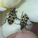 Spotted Maize Beetle