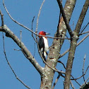 Red-Headed Woodpecker
